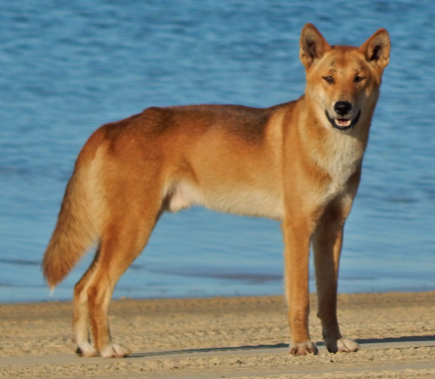Dingo - Wikipedia
