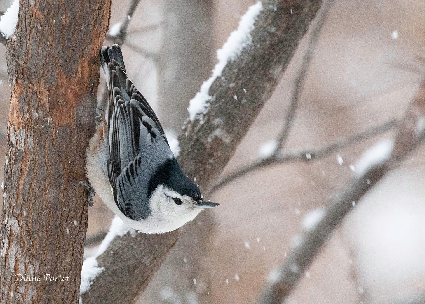 White-breasted Nuthatch is comfortable walking upside down.