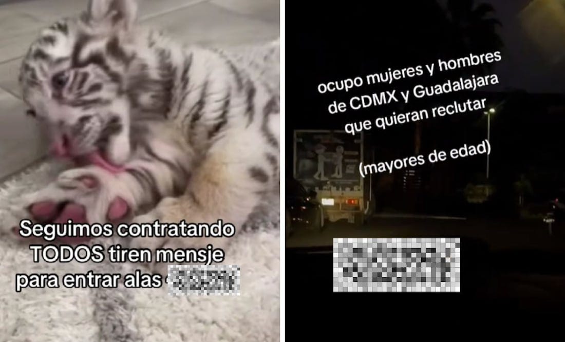 Seguimos contratando” en CJNG; 6 cuentas de TikTok burlan limpia de Harfuch  | El Universal
