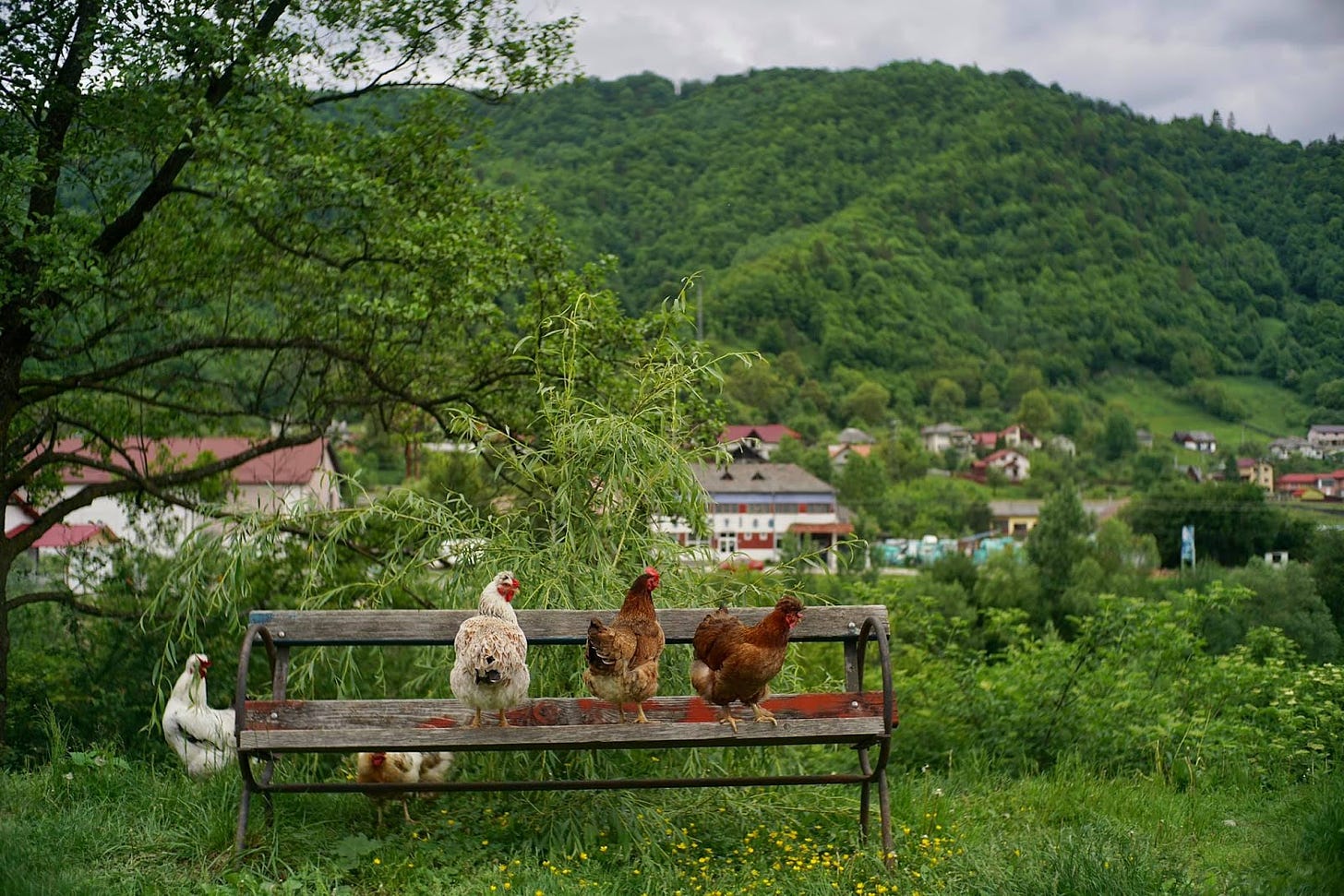 A group of chickens on a bench

Description automatically generated
