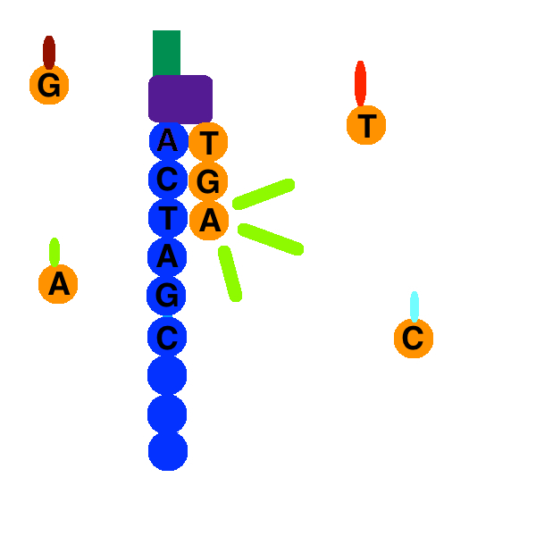 File:Sequence By Synthesis.png
