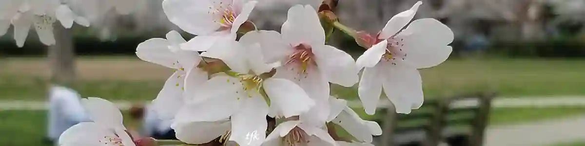 cherry tree in bloom
