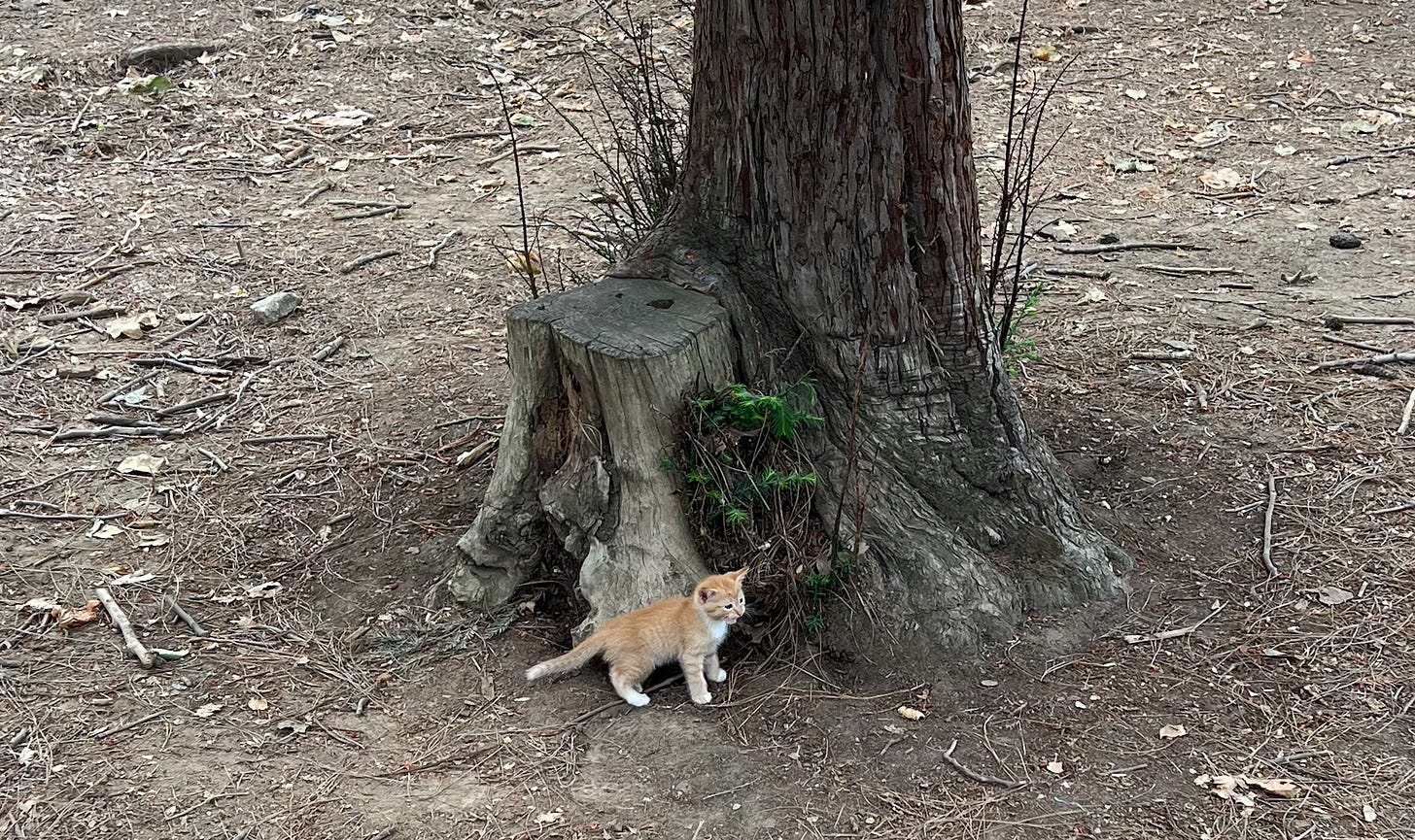 A ginger kitten yowling in a park on its own