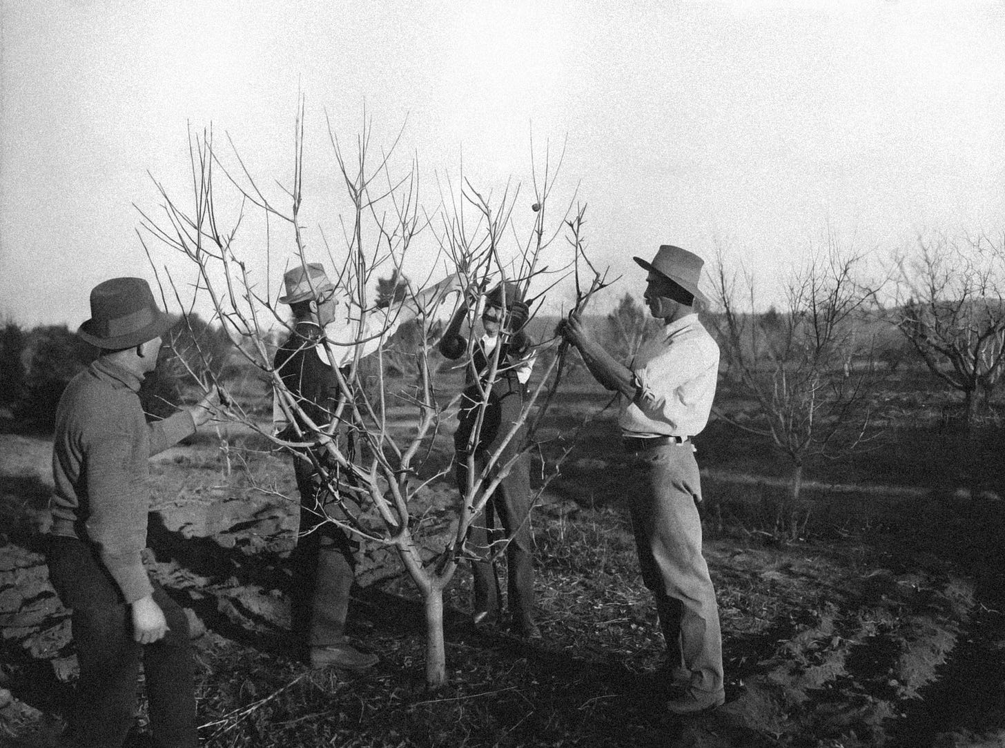 black and white picture of four men standing around a fruit tree with bare branches. photo is from 1921 historical collection. one man demonstrates how to prune the tree while three watch.