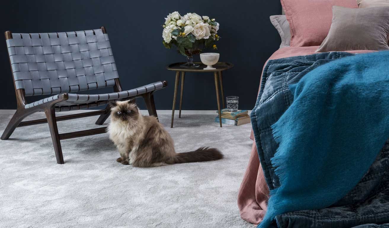 cat on a carpet cat on a carpet