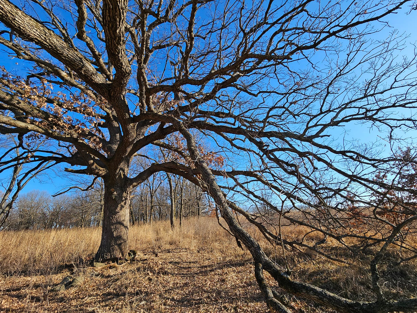 The sprawling branches of a bare oak tree fill the foreground. Around it is a field of tall, dry, brown grasses, with a few other trees visible in the background. Blue sky frames the shot.