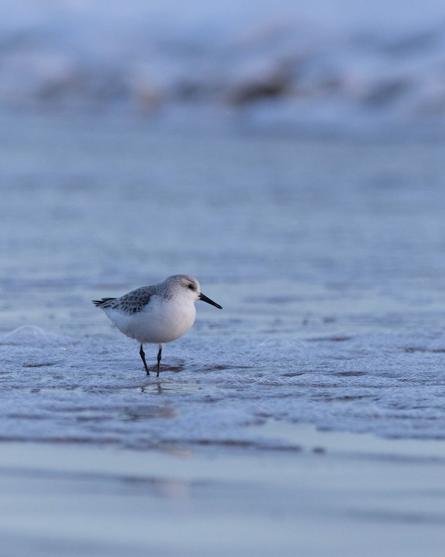 A sanderling stood at the edge of the waves.