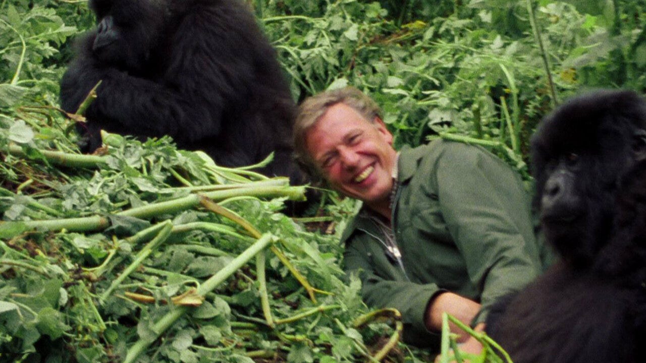 Watch David Attenborough: A Life on Our Planet | Netflix Official Site