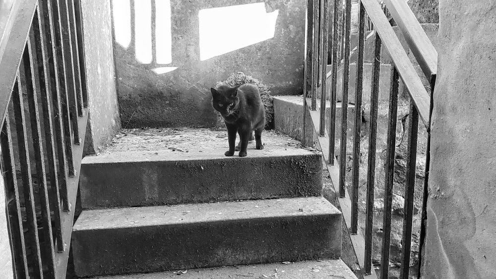 A black cat standing on some stone steps