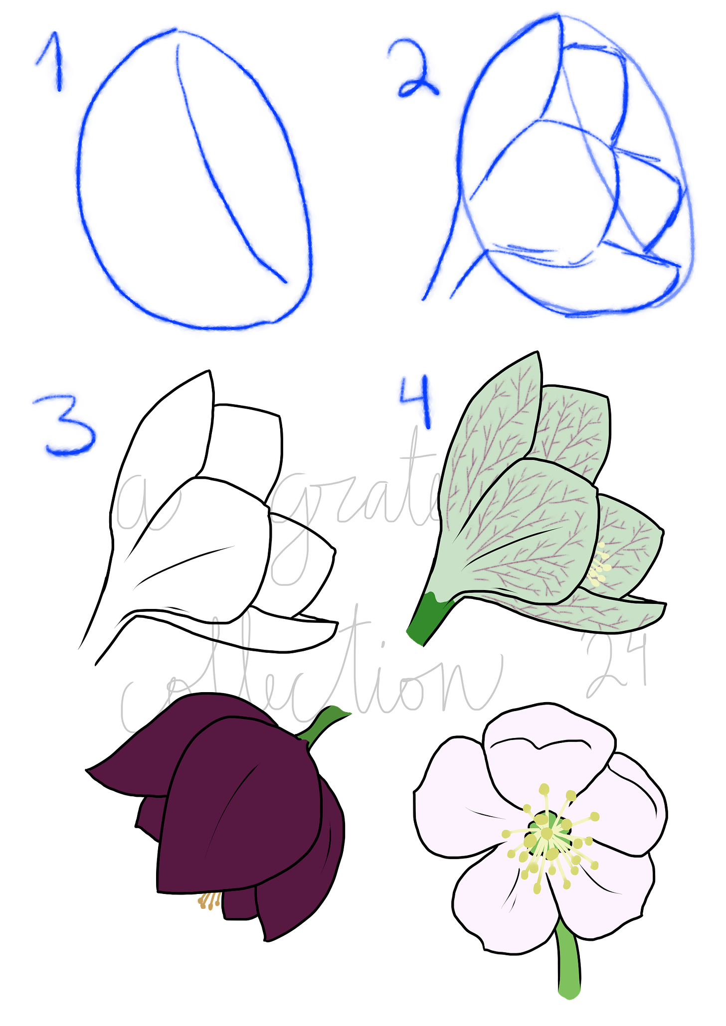 4 steps to draw a hellebore blossom, and then 2 more examples of colors (purple and pink-white) at various angles.