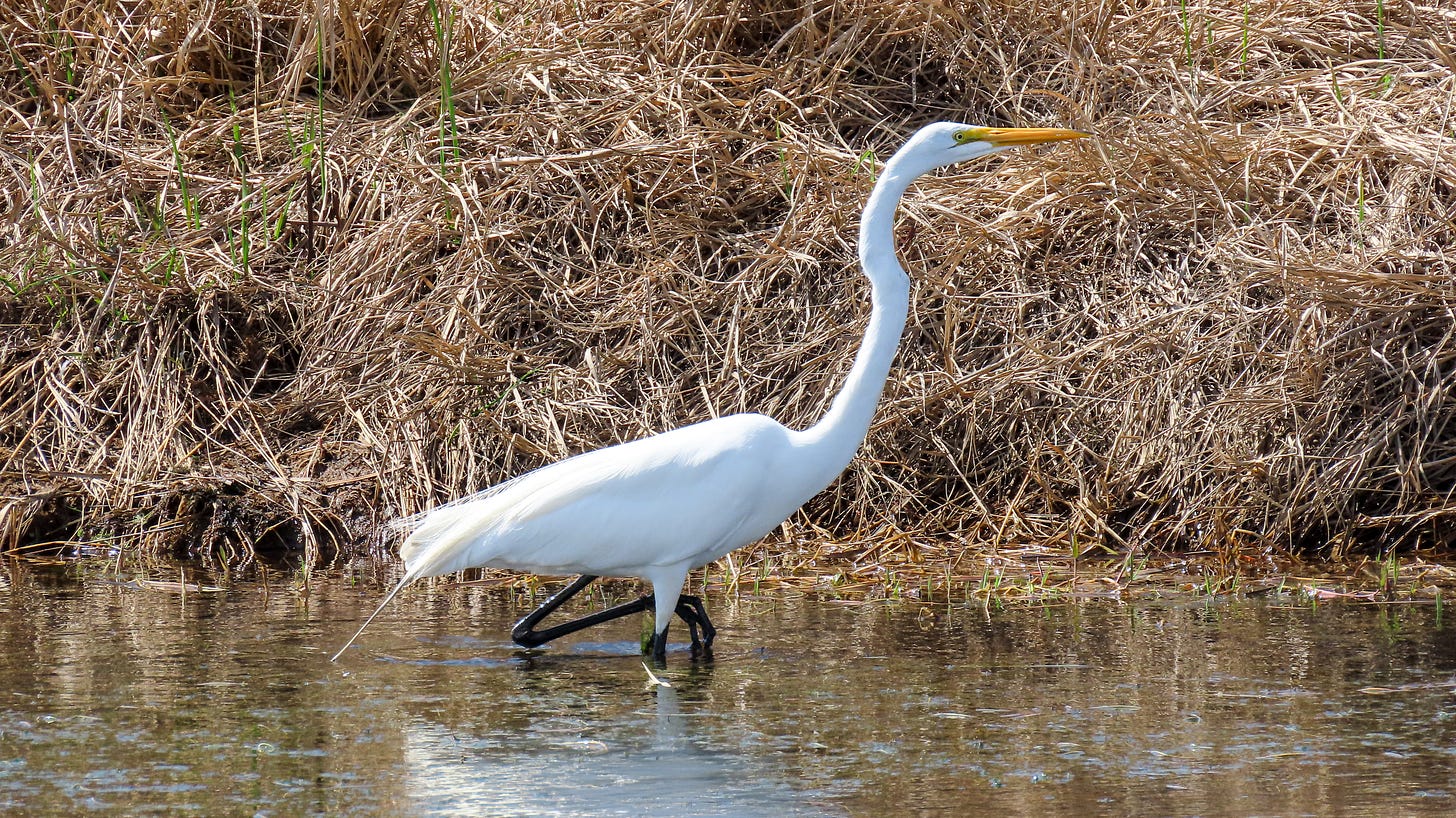 Great egret standing in water