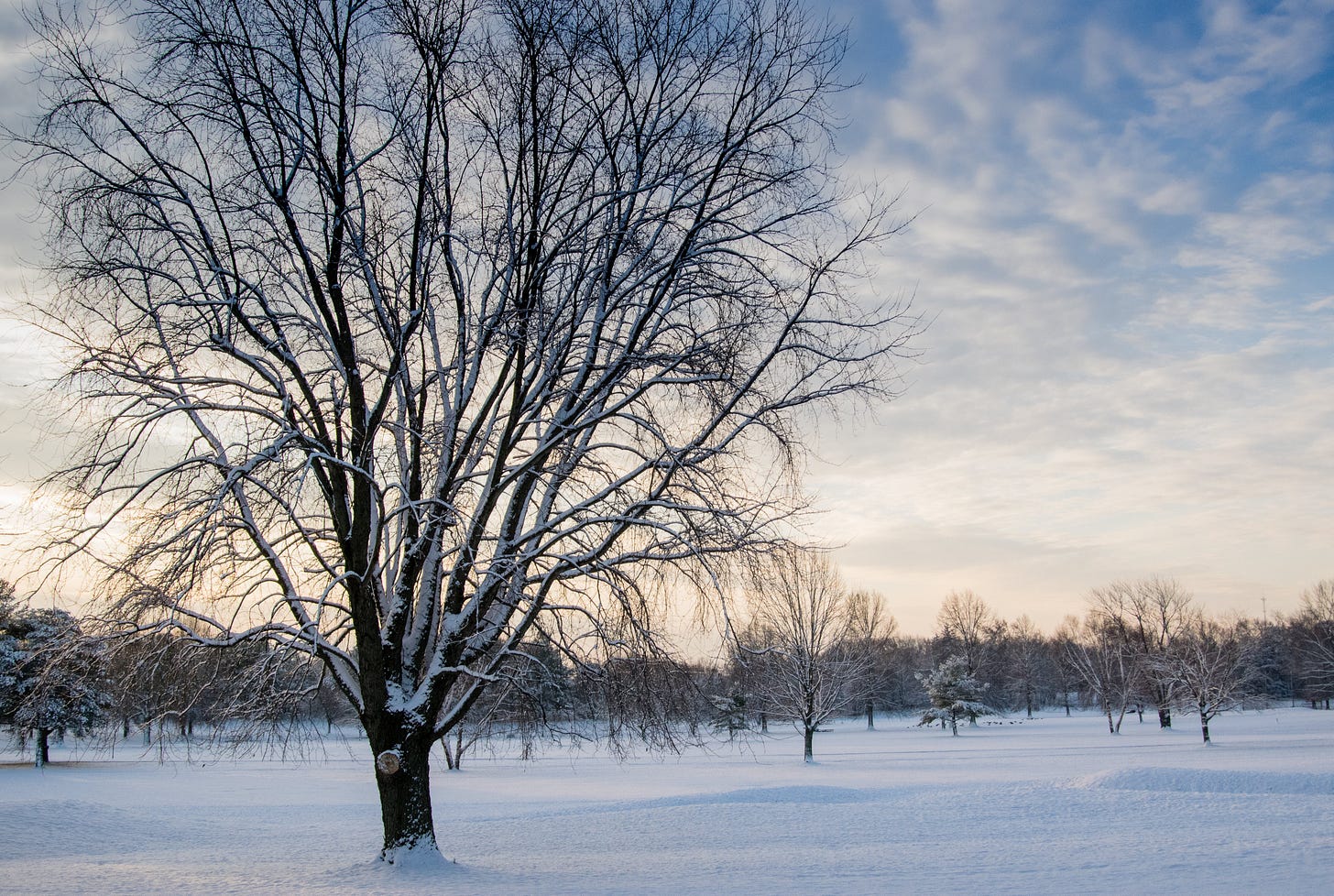 Leafless tree in snowy landscape background