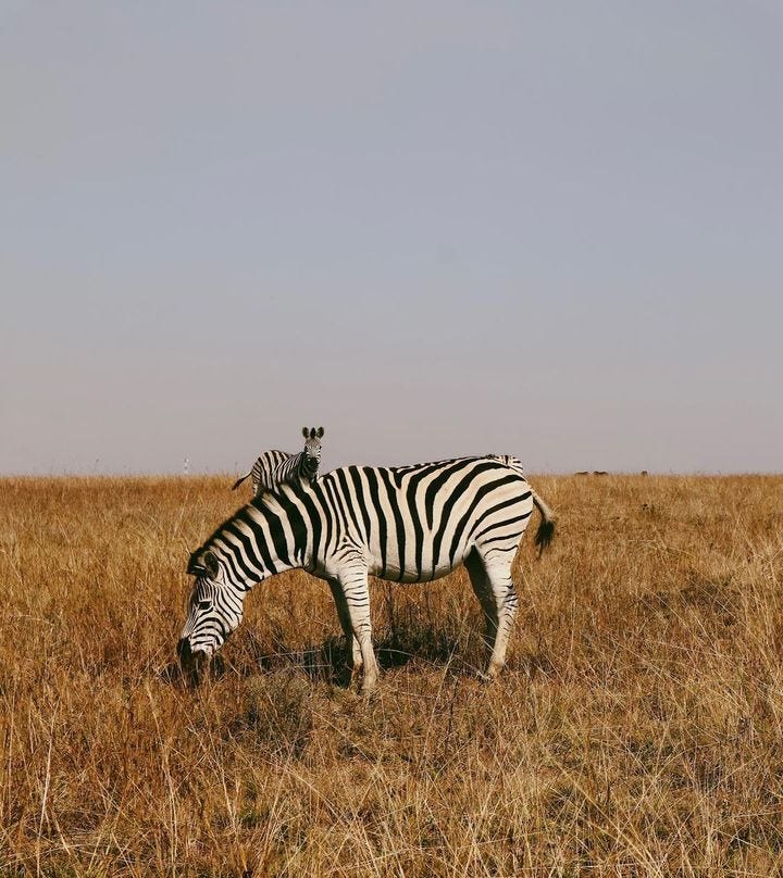 May be an image of zebra