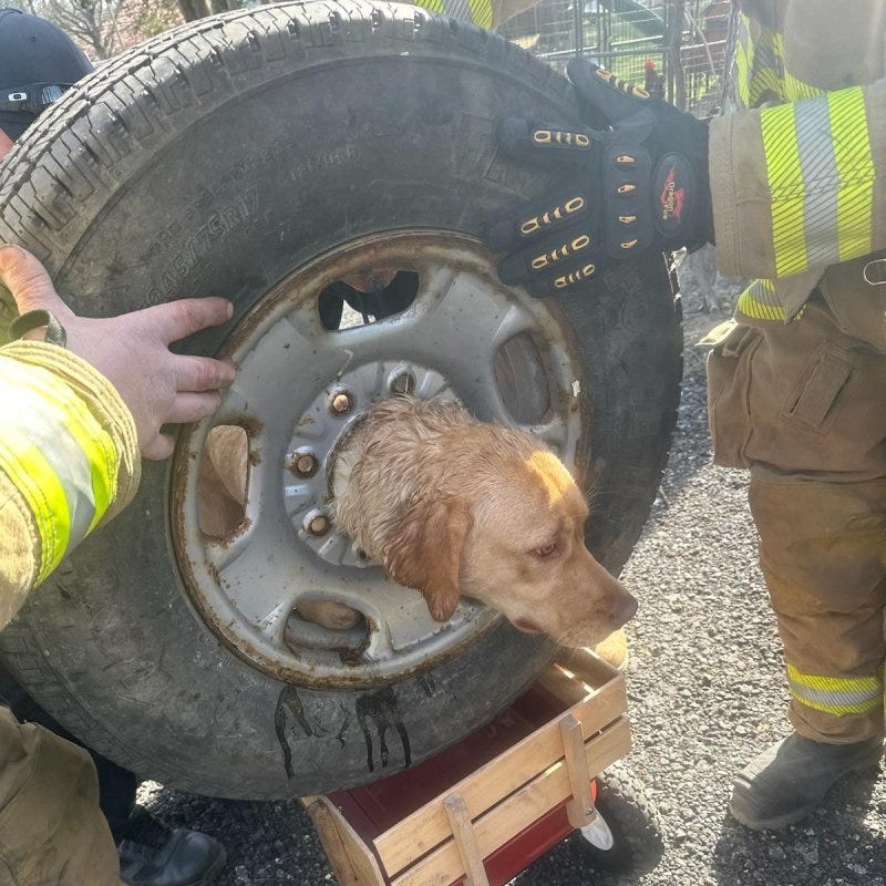 Firefighters used plasma cutters to free a dog with her head stuck through the rim of an old tire. Photo courtesy of the Franklinville Volunteer Fire Department/Facebook