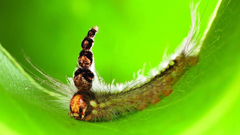 What is a mad hatterpillar? © Alan Henderson/Cover Images