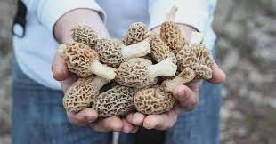 Amazon.com : Morel mushroom grow kit grow morel mushrooms at home and  garden : Patio, Lawn & Garden