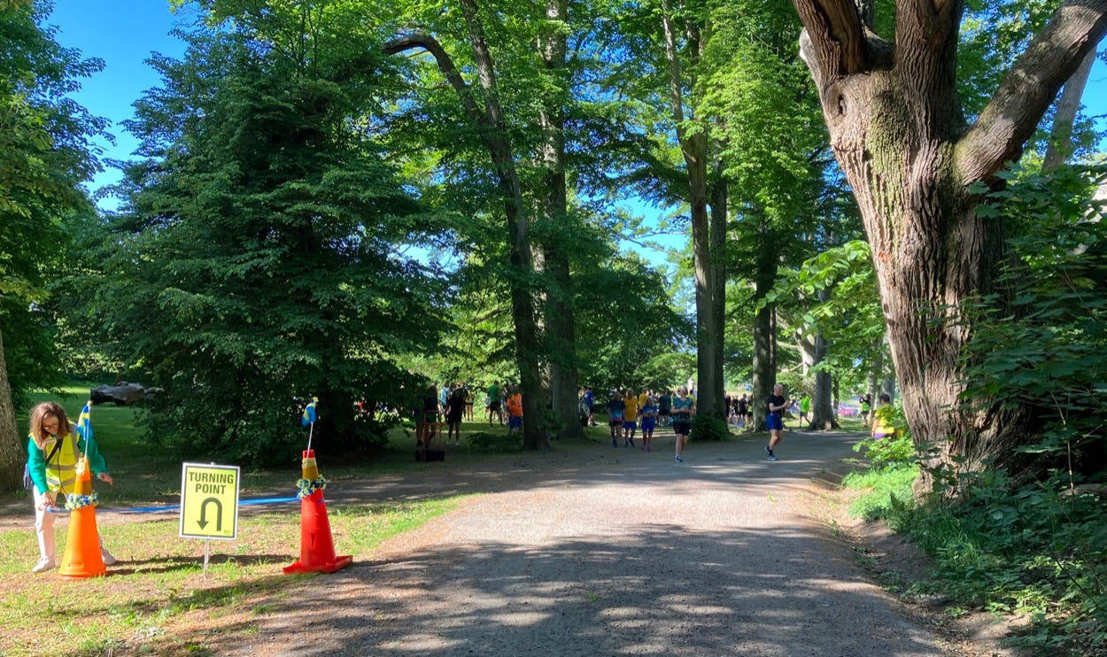 A wide path with tall trees either side, people looking tiny underneath