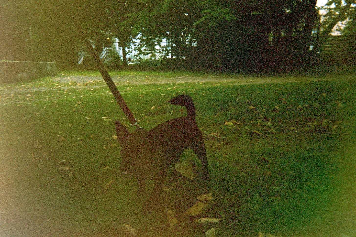 Paying the dog tax with a grainy film photo I took of our small black dog chilling at the park.