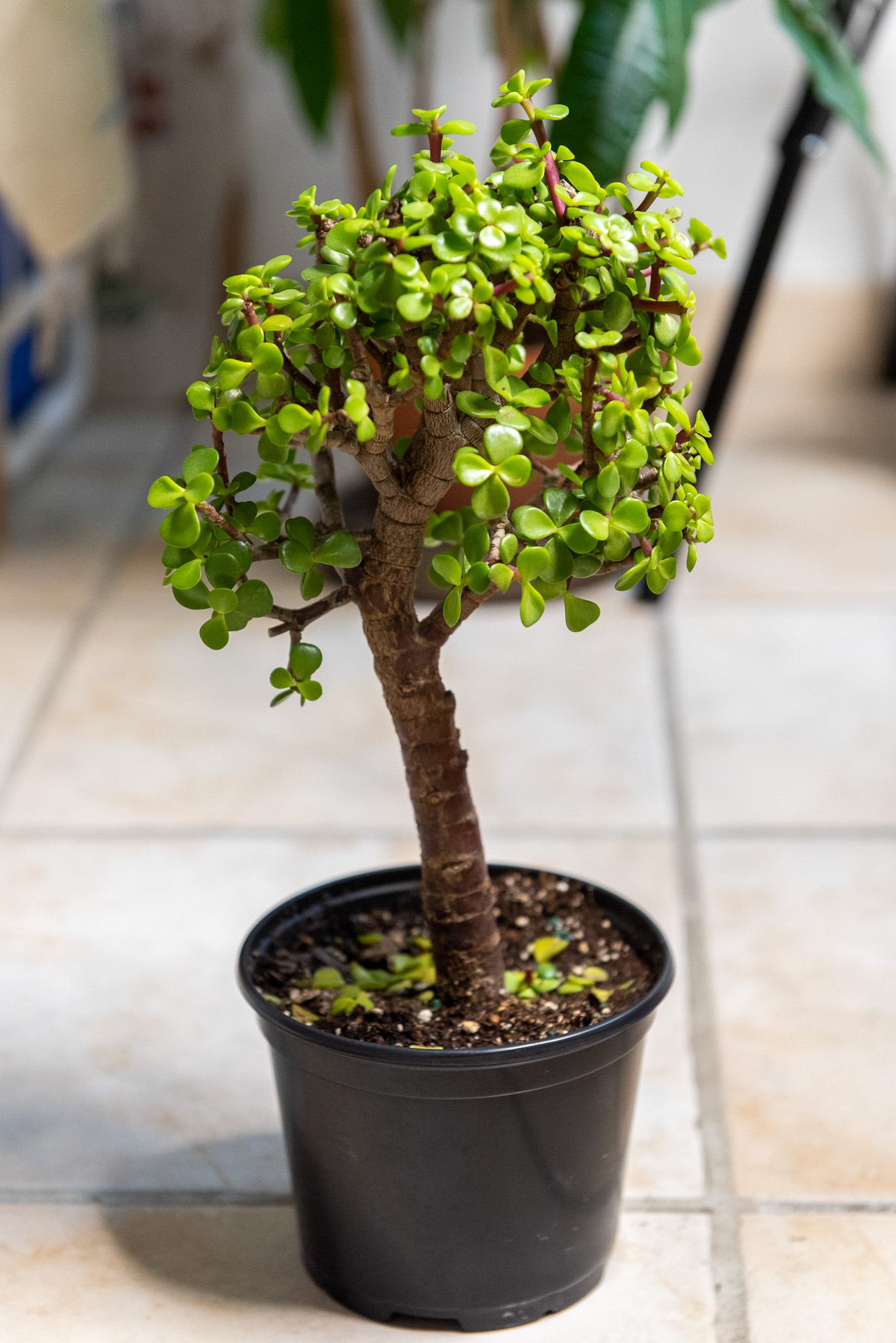 Portulacaria afra tree in full bush, planted in a nursery pot