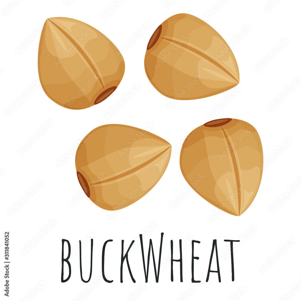 Buckwheat wheat grain isolated illustration, cartoon style vector clip-art.  Stock Vector | Adobe Stock