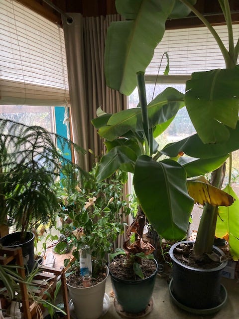 houseplants near a corner window