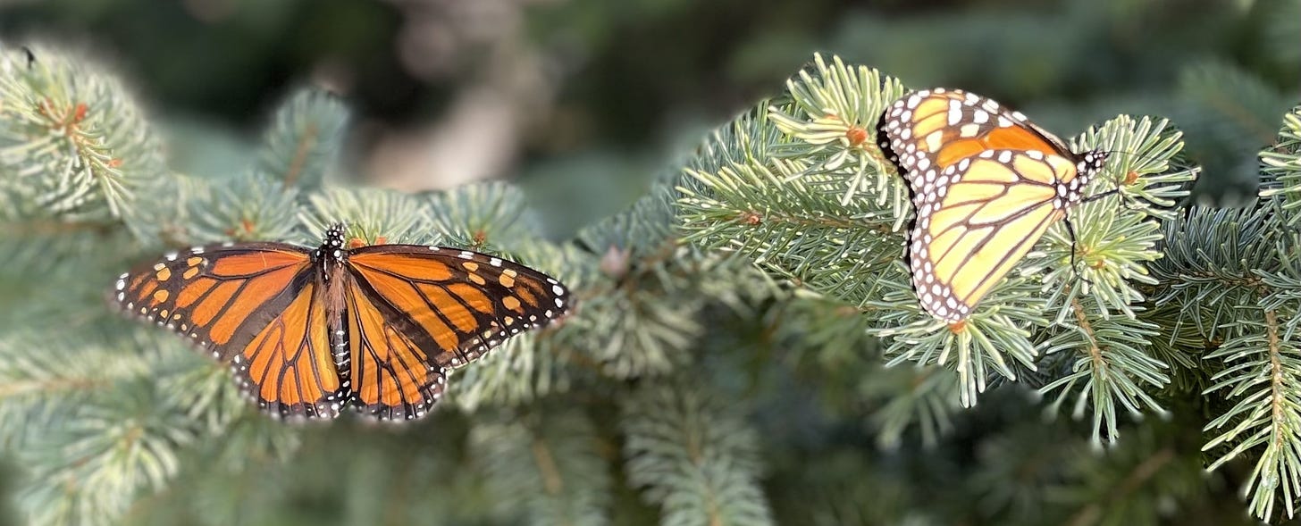 Two monarchs on a neighborhood spruce tree.