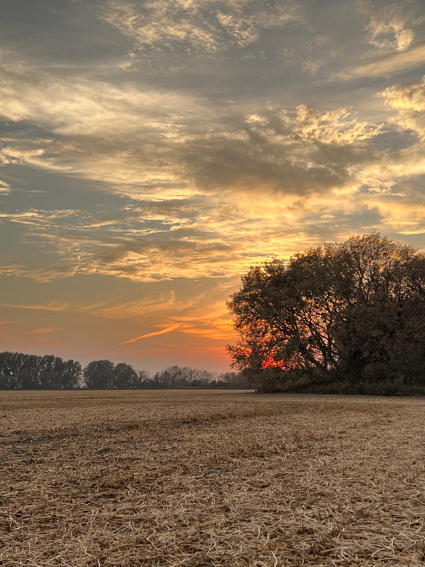 A sweet shelter-belt sunset