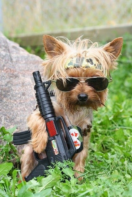 37 Dogs with guns ideas | dogs, funny animals, funny dogs