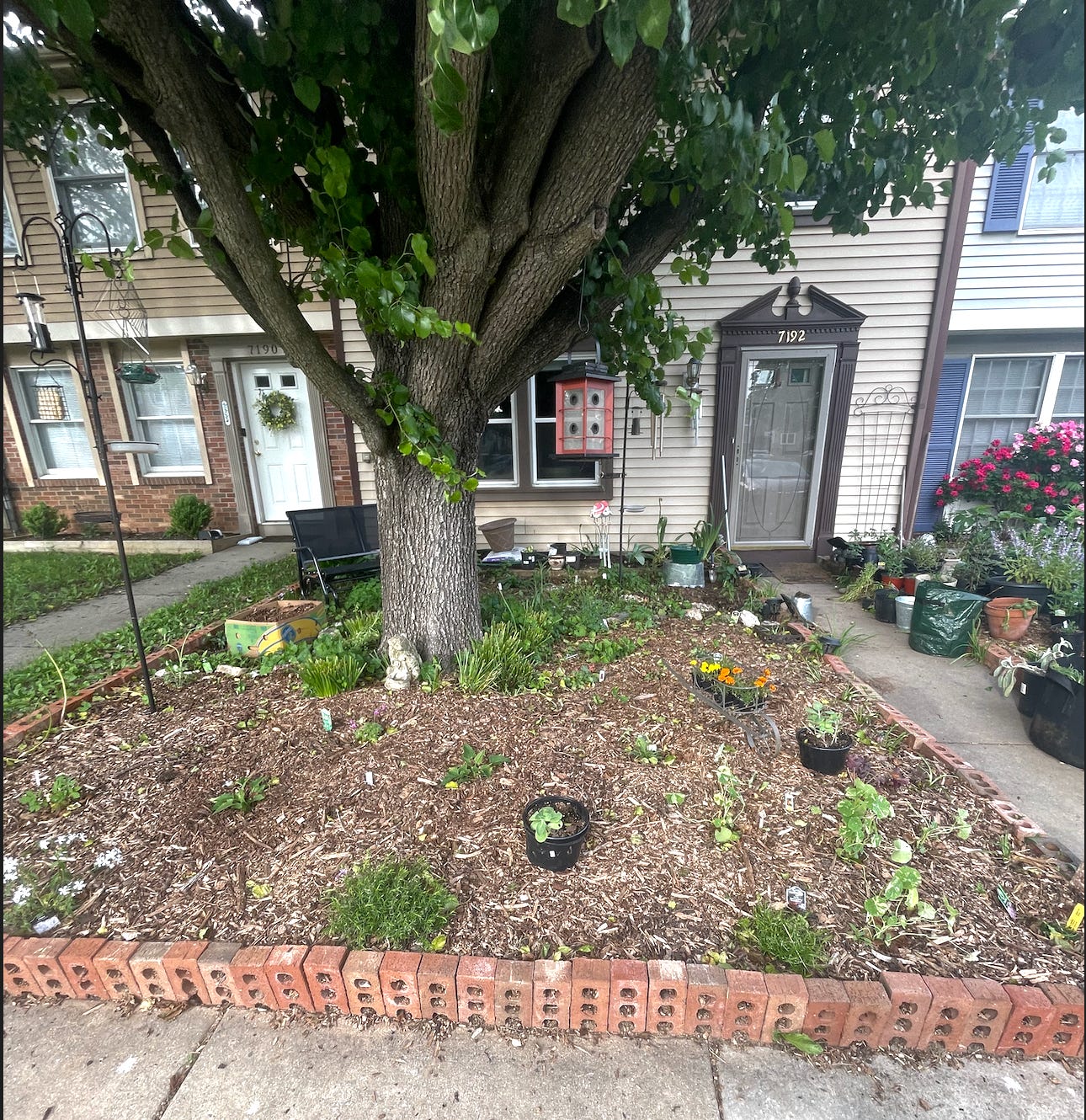 3. Another photo from the sidewalk showing the completed line of bricks and lots of fresh new plants bedded in across the wood chips section.