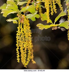 closeup-of-catkins-hanging-from-an-black-oak-tree-in-the-spring-oklahoma-b14ejw.jpeg
