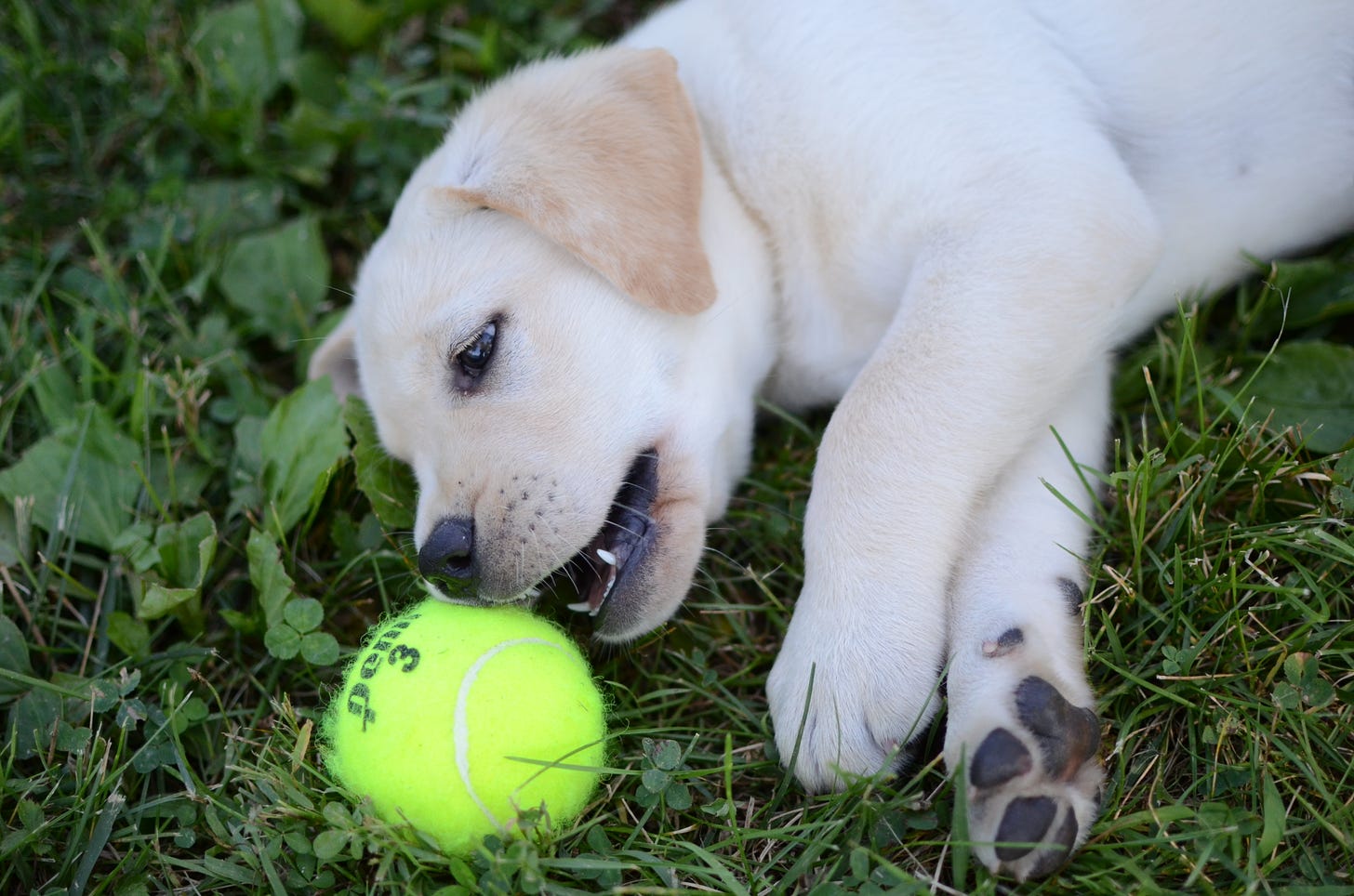 A yellow Labrador retriever lays in the grass next to a tennis ball.