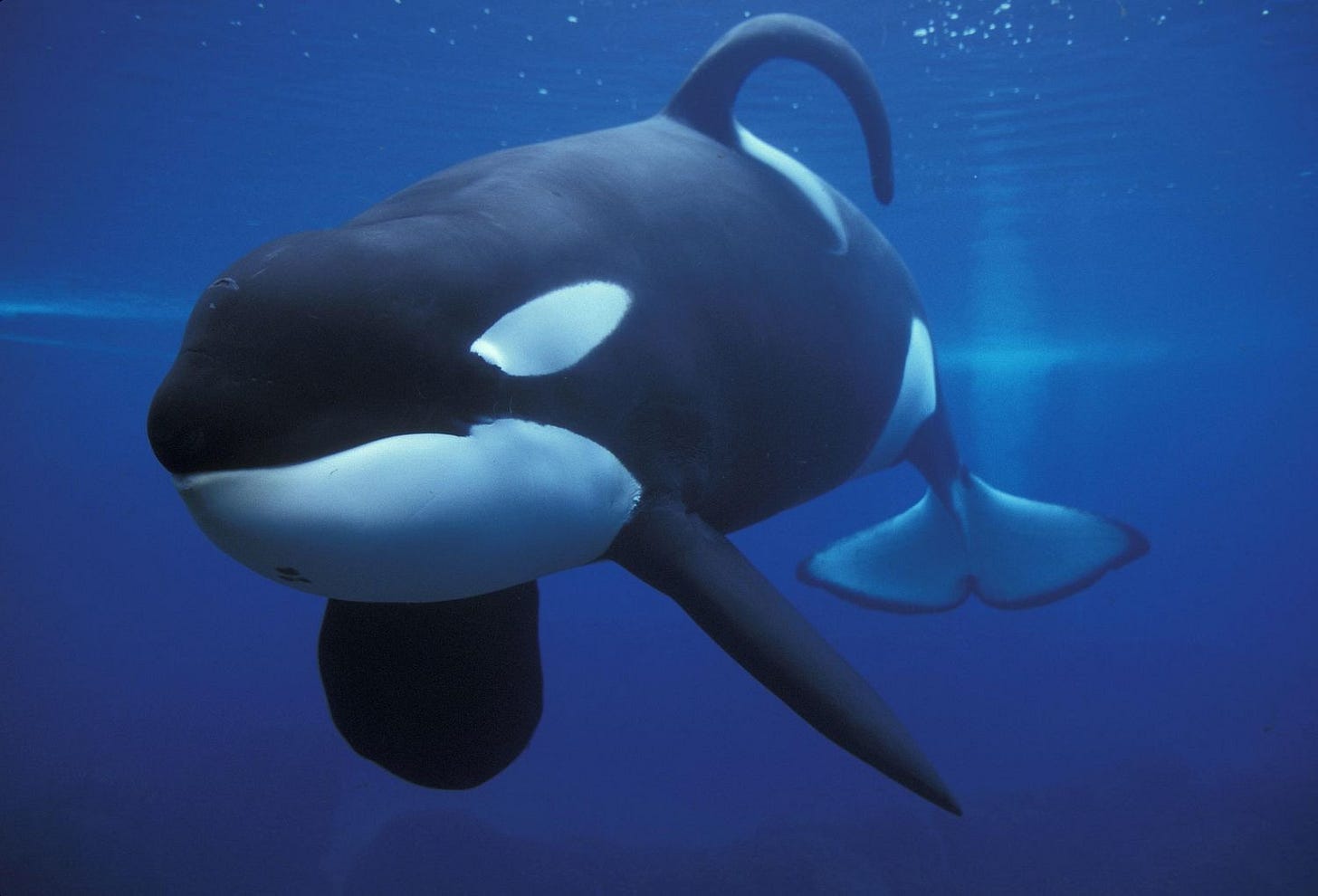 Orca Dorsal Fin Collapse Orca Dorsal Fin Collapse
