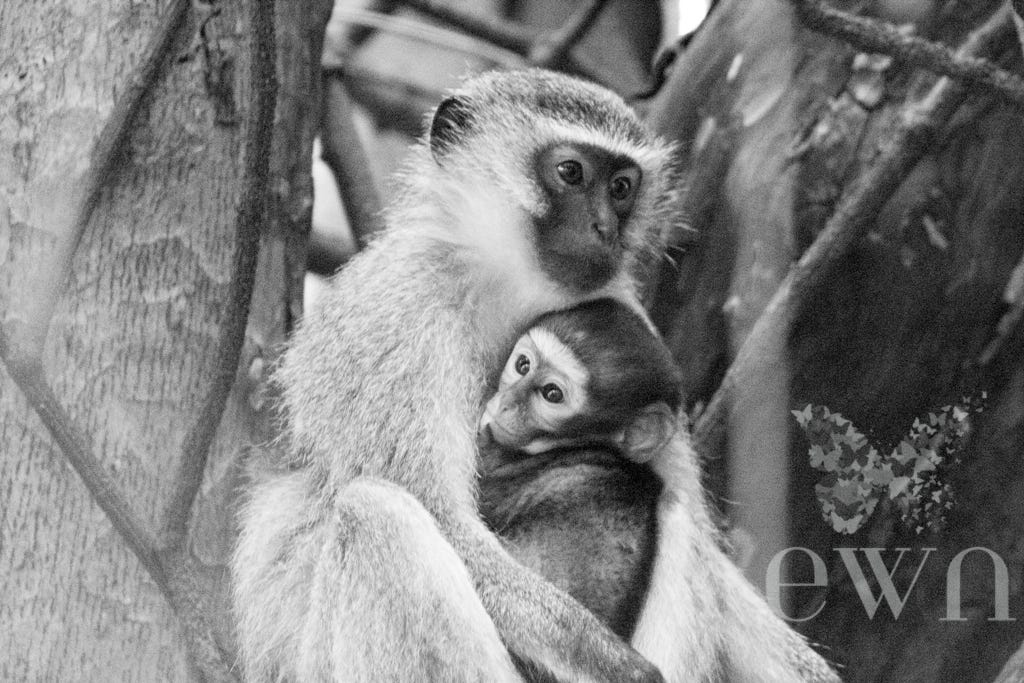 A Southern Vervet Monkey (Chlorocebus pygerythrus ssp. pygerythrus) with her young. Photographed at The Island Nature Reserve in the Eastern Cape, South Africa 