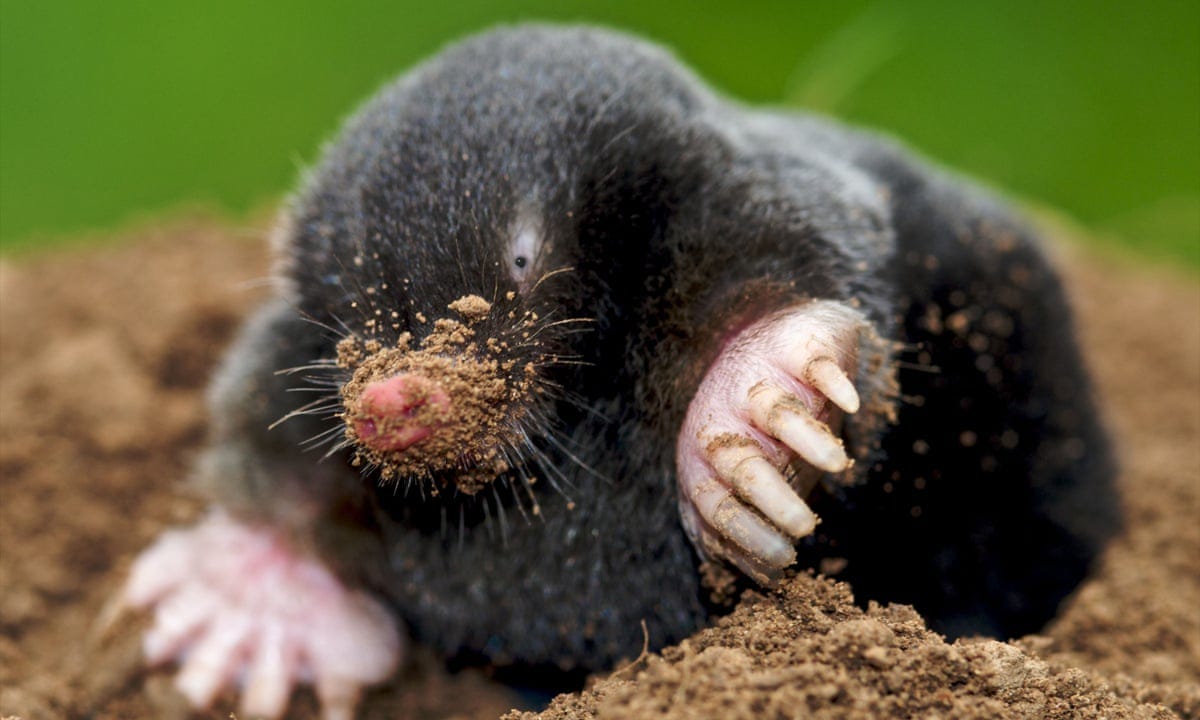 Don't kill moles, warns former catcher Marc Hamer at Hay festival | Animals  | The Guardian