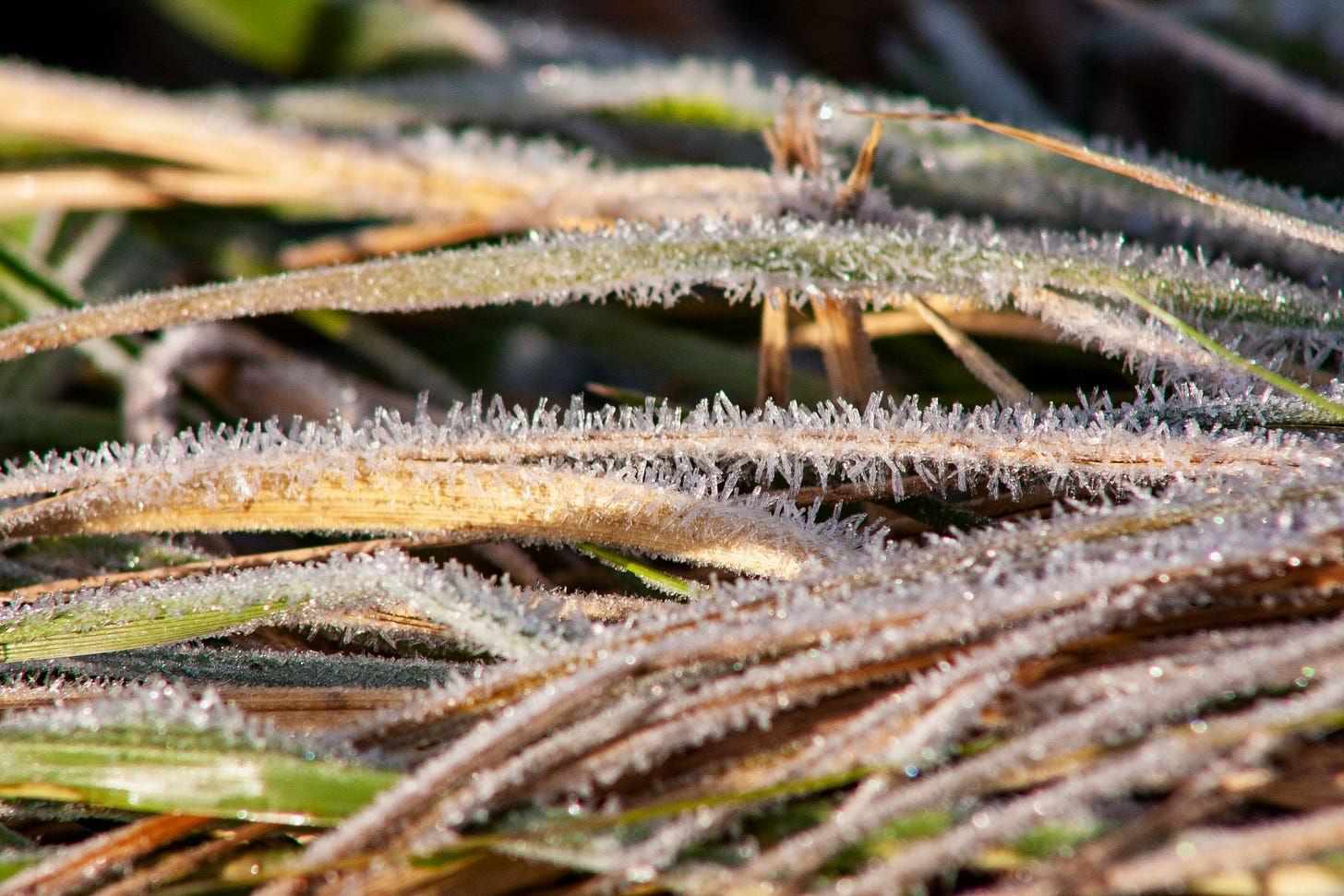 close up of frost / ice crystals on grass