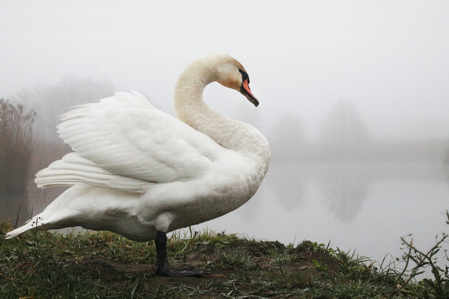 Image description: A white swan on the bank of a pond or lake, with fog in the background. 