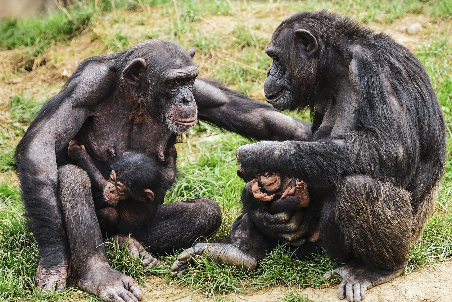 A pair of female chimpanzees, each with a baby, sit facing one another in the grass. The baby of the chimp on the left is clinging to its mother’s torso; its mother is reaching out to touch the mother on the right, who is cradling her baby with one hand.
