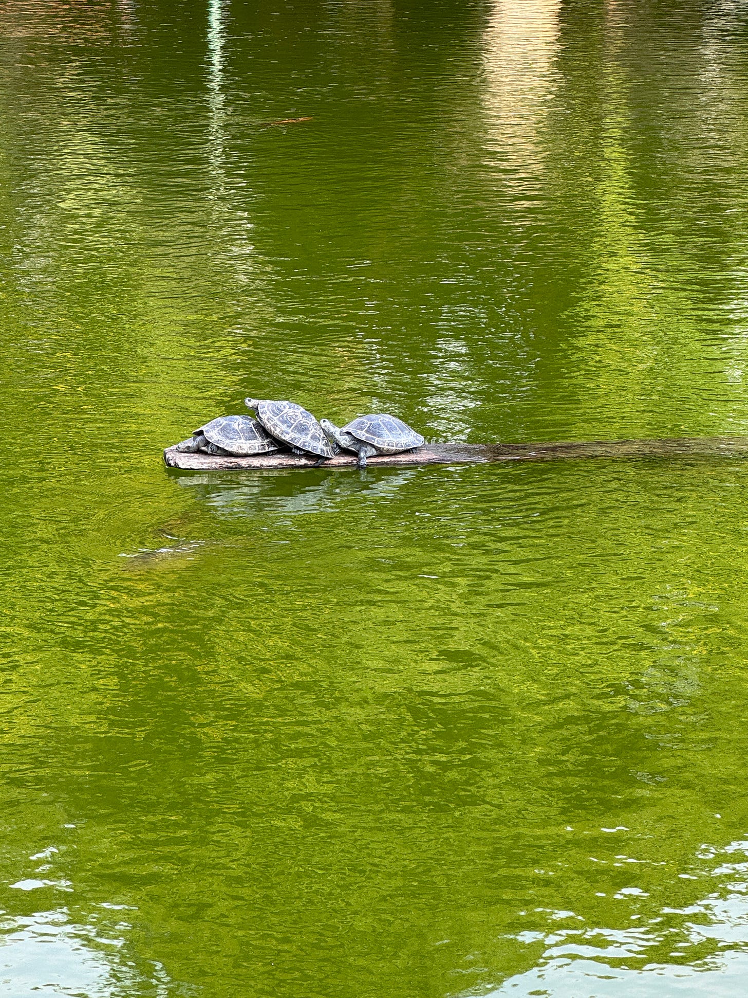 Three turtles snuggling 