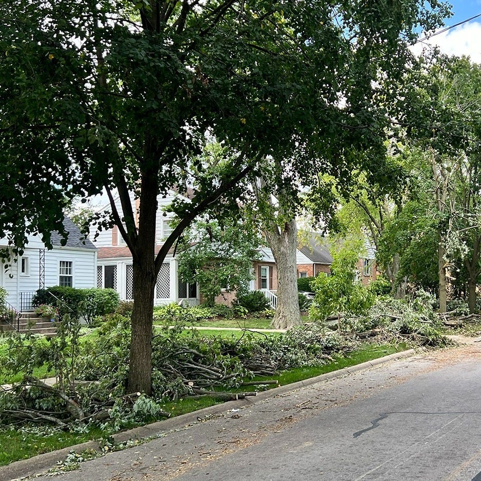 May be an image of road and tree