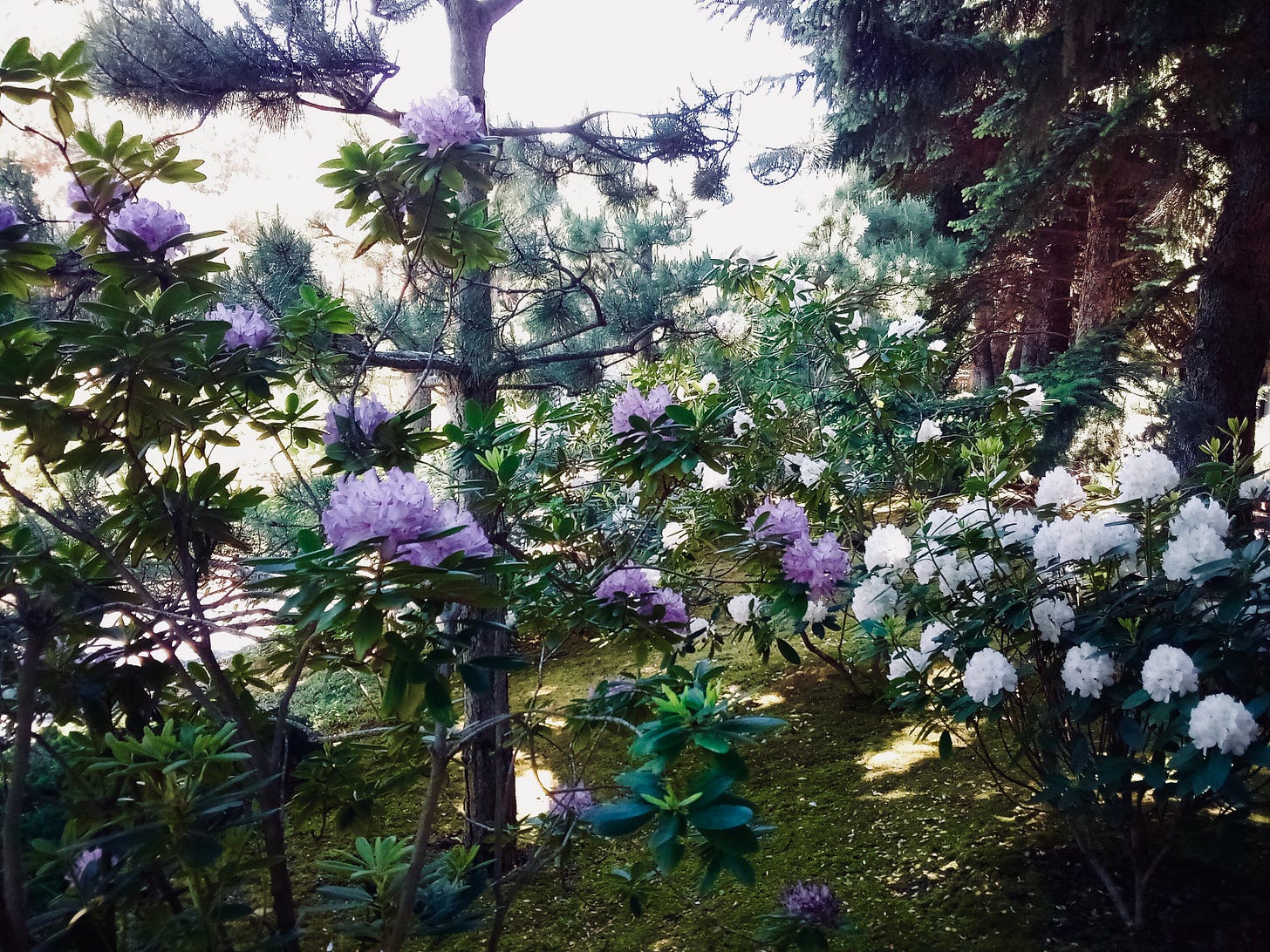 Rhododendrons blooming