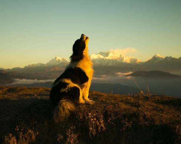 howling dog against mountain landscape - dog howling stock pictures, royalty-free photos & images