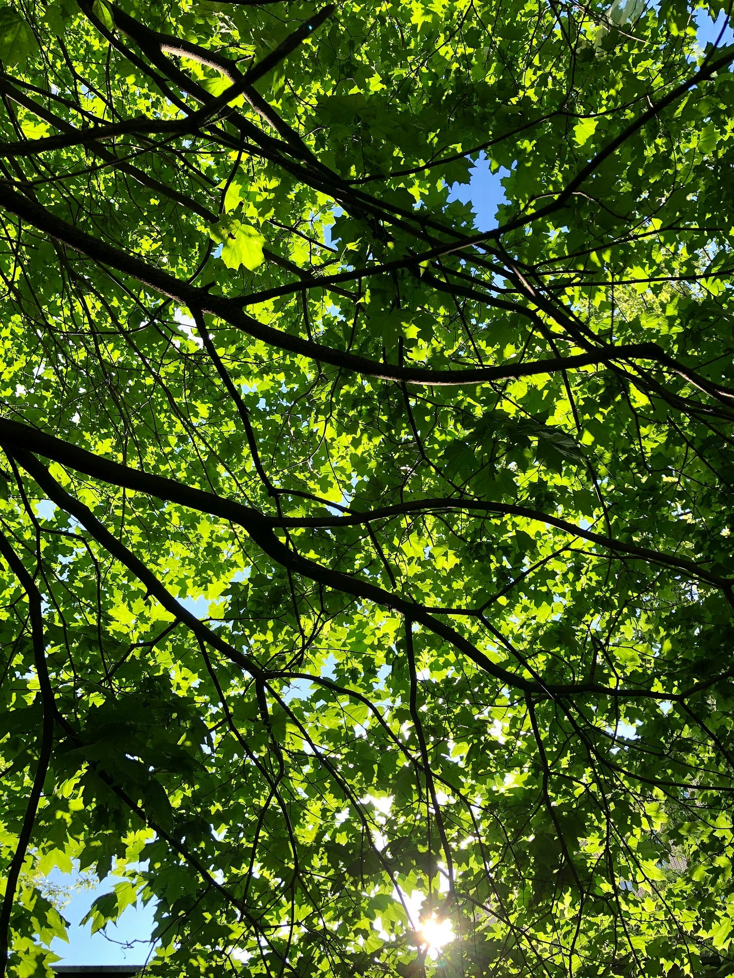 Blue sky through green maple leaves