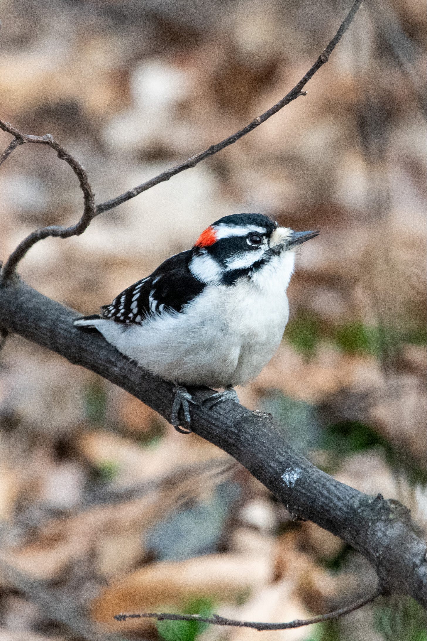 A small black-and-white woodpecker with a red skullcap looks innocently upward.