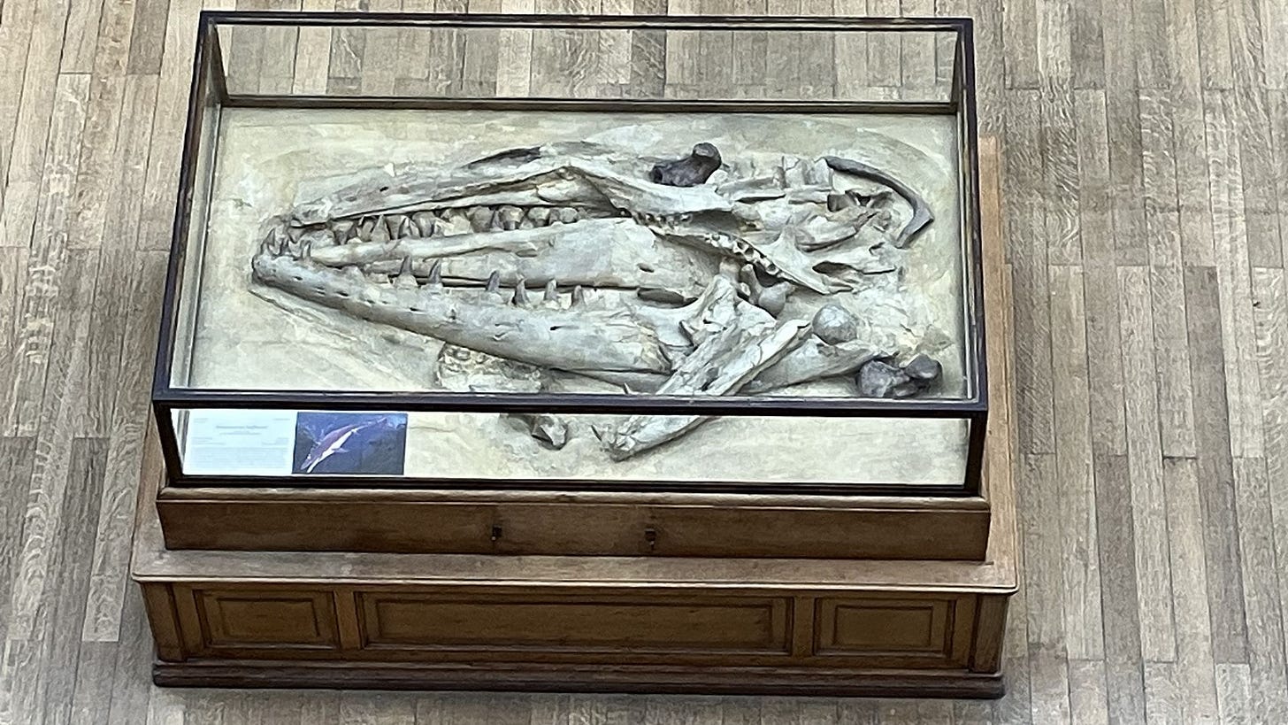 The Netherlands Wants France to Return a Mosasaurus Fossil That Was Seized in 1794 - SuchDinosaurs
