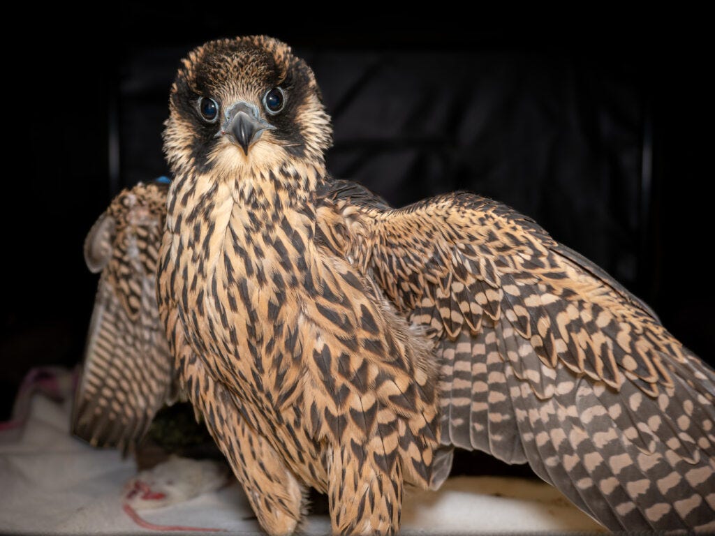 Nox the falcon is wide-eyed and on his feet in a soft-sided crate where he healed it the UC Davis California Raptor Center during summer 2024 after an injury.