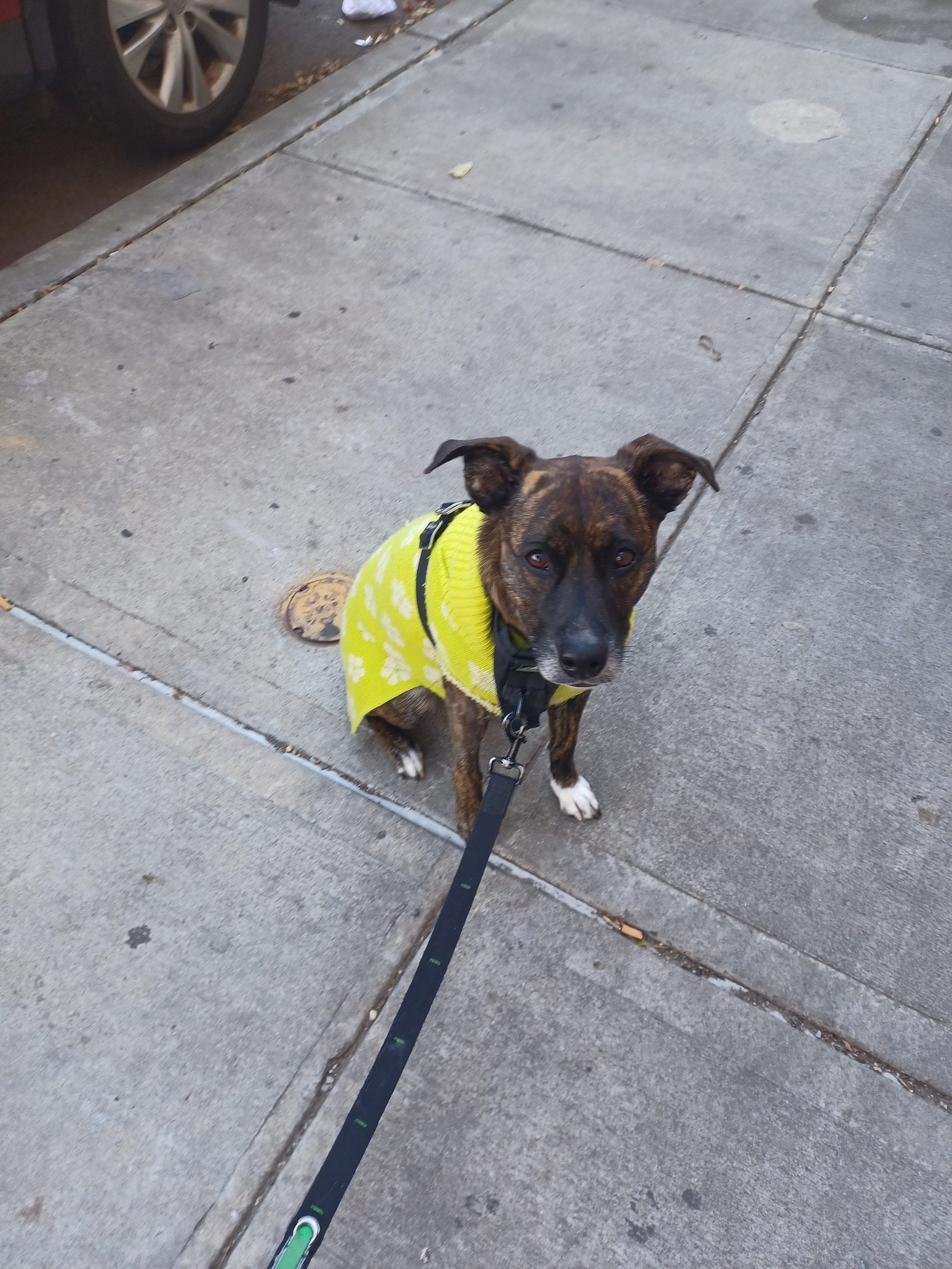 A picture of my dog, Smudge. She is brindle and sitting on the sidewalk, with a yellow-green sweater on her that has small white daisies on it. She is looking at the camera, and her leash is visible and hangs toward the bottom center of the photo. A picture of my dog, Smudge. She is brindle and sitting on the sidewalk, with a yellow-green sweater on her that has small white daisies on it. She is looking at the camera, and her leash is visible and hangs toward the bottom center of the photo.