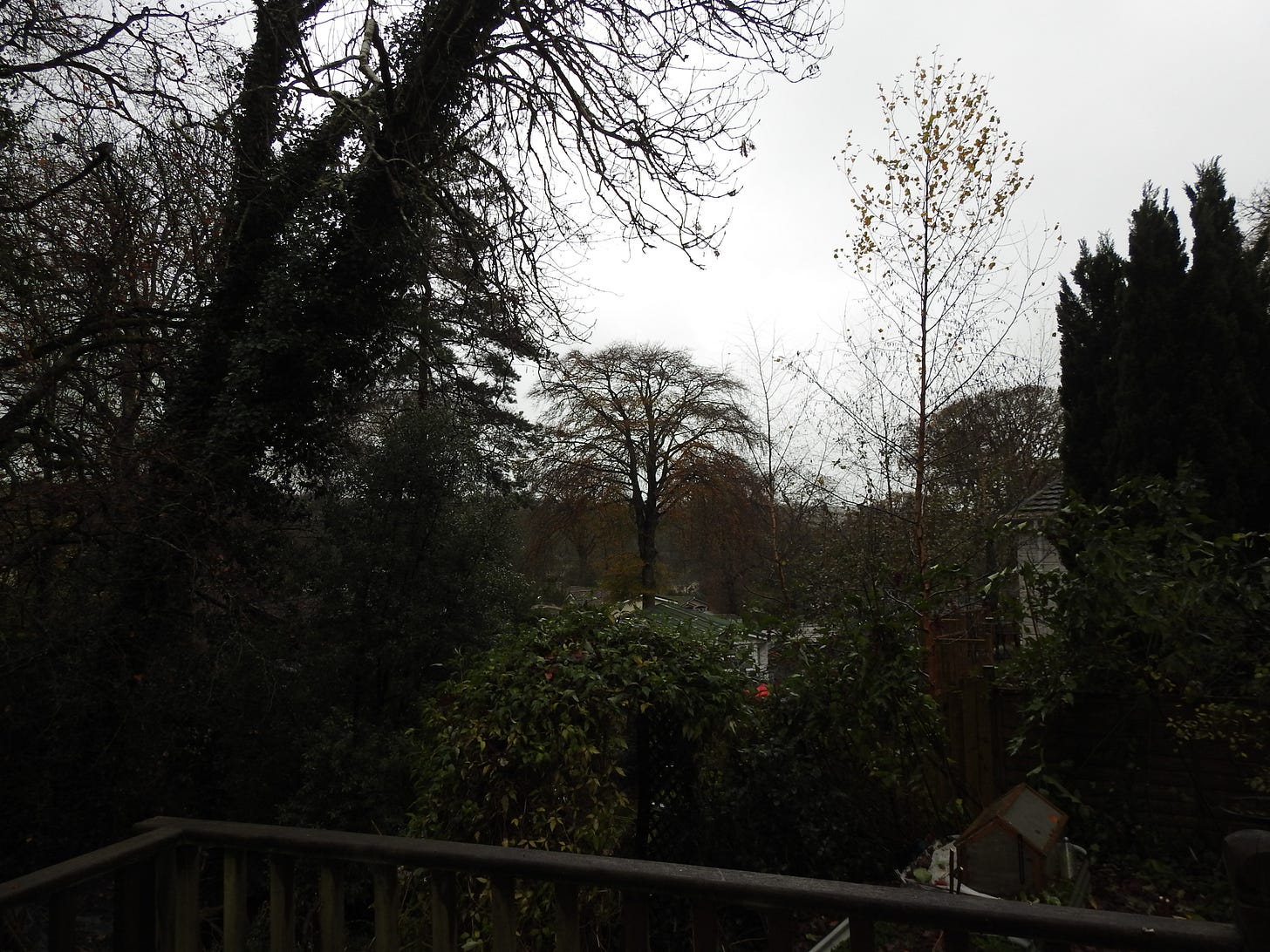 garden and trees on wet and windy day