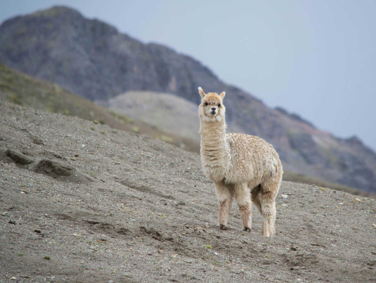 una alpaca de pelaje claro en las montañas de Cusco, en Perú