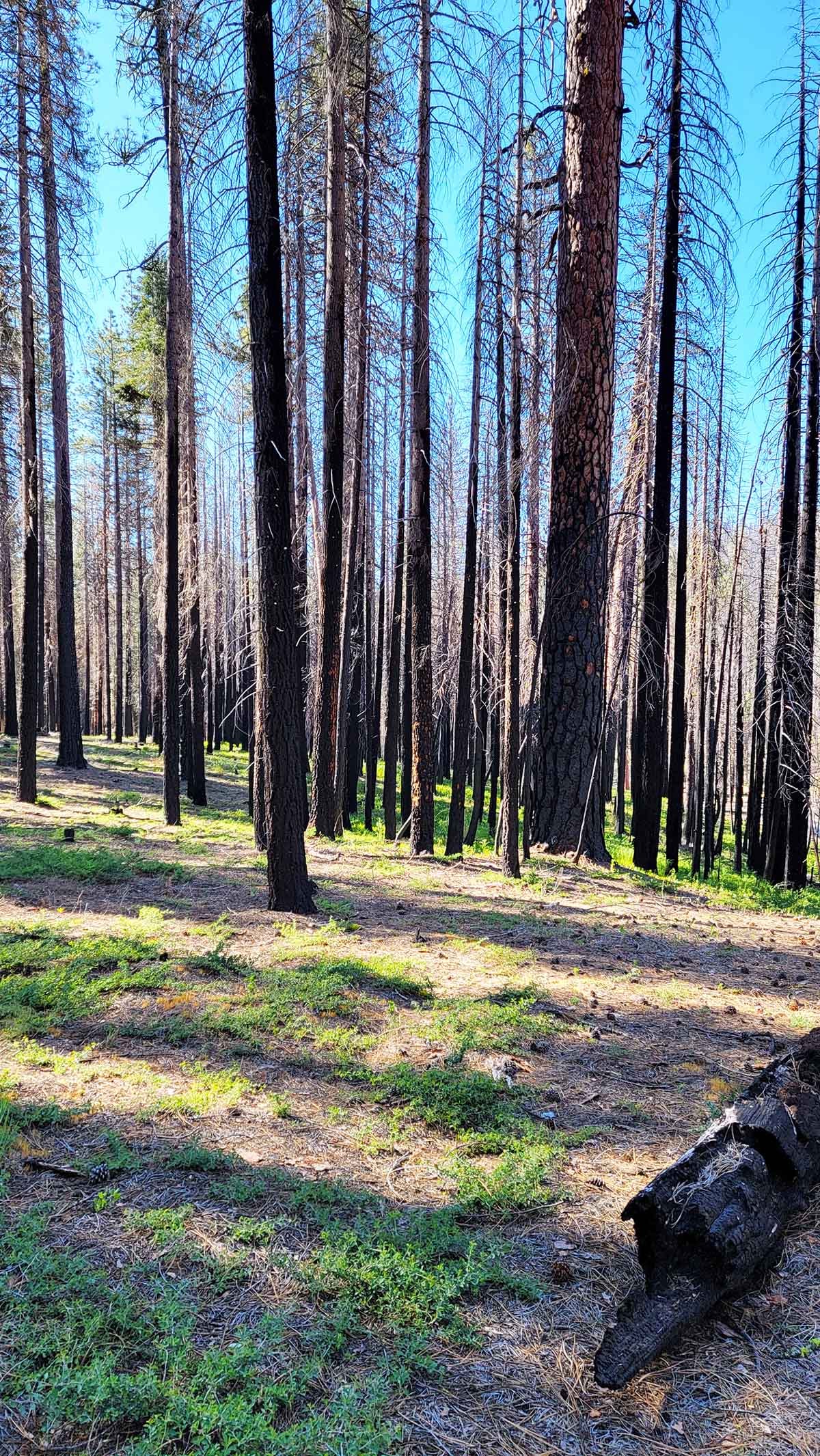 Pine trees regrowing after a forest fire in the Sierra Nevada.