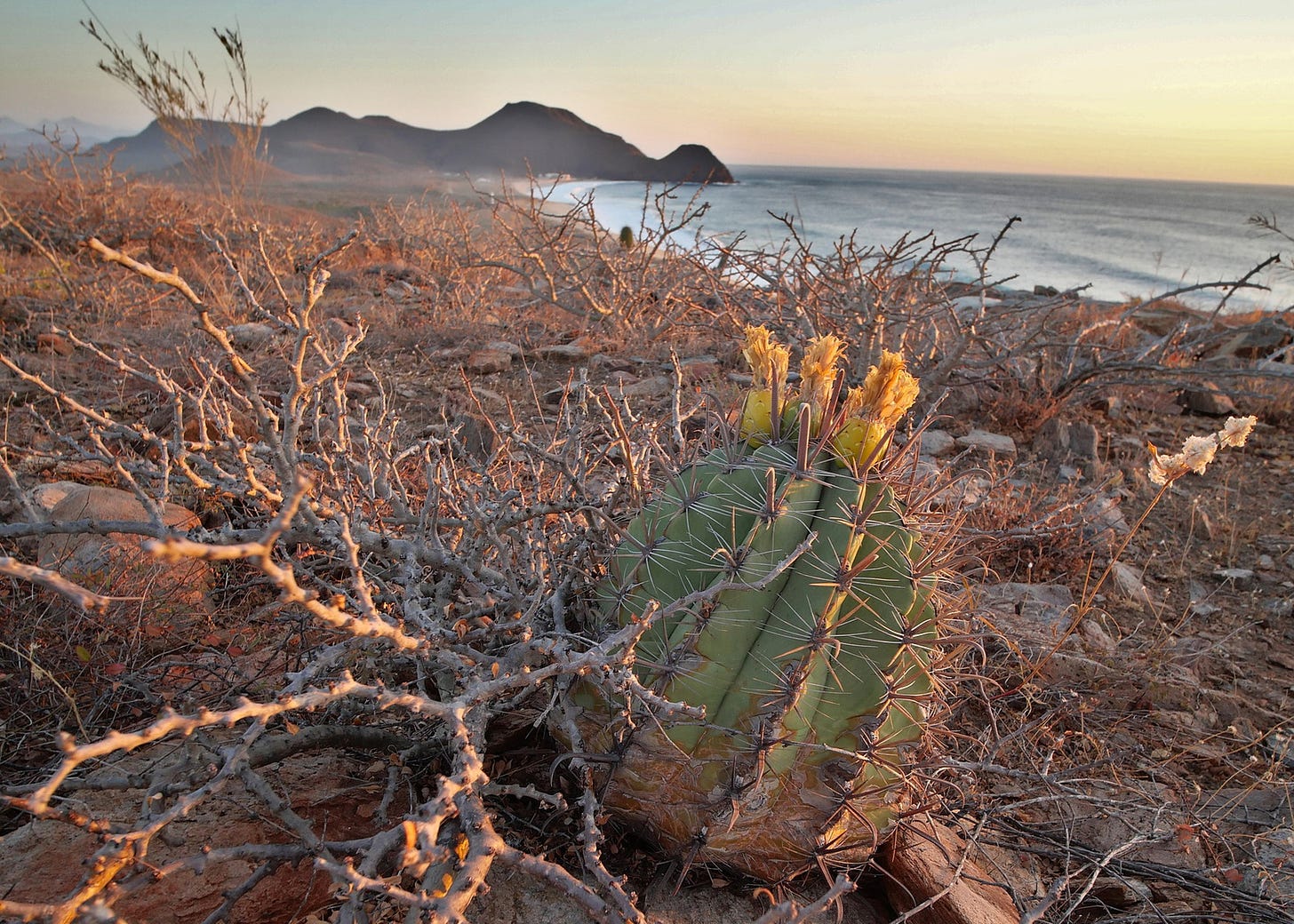 A small, oblong cactus with yellow blossoms grows on a hillside with a sea in the background.